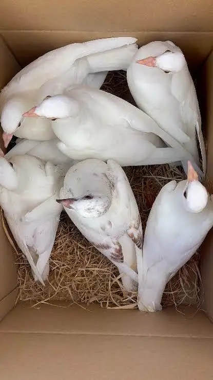pigeons