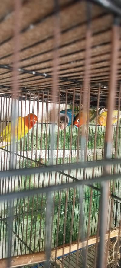 healthy and active pair for sale