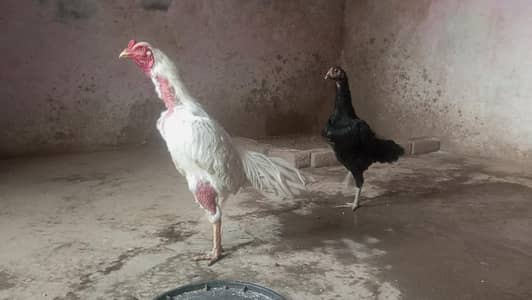 Heera Aseel O3OO-4833-892