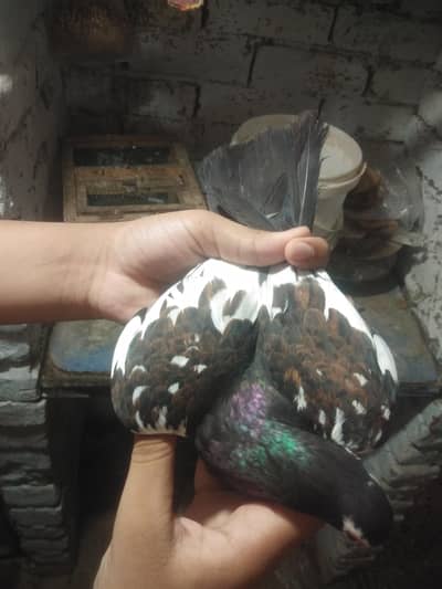 black Khal guldar kalyara breeder pair