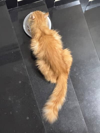 Persian cat 1 years age and home cats