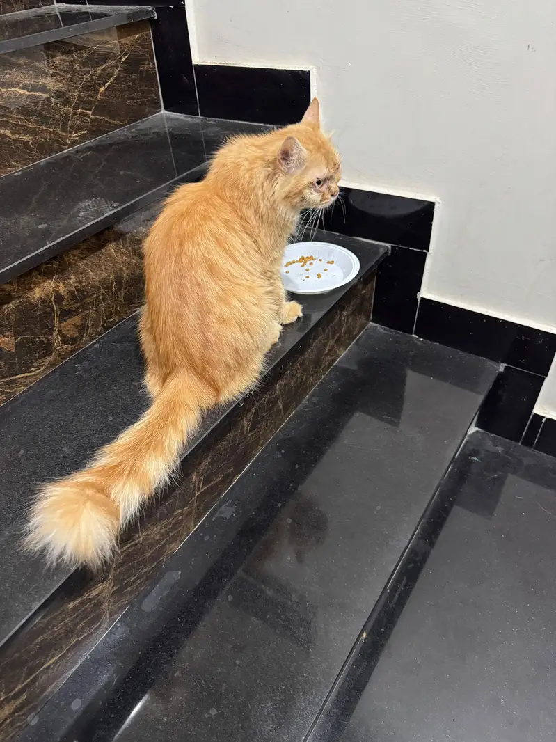 Persian cat 1 years age and home cats — photo 2