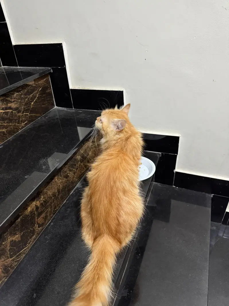 Persian cat 1 years age and home cats — photo 3