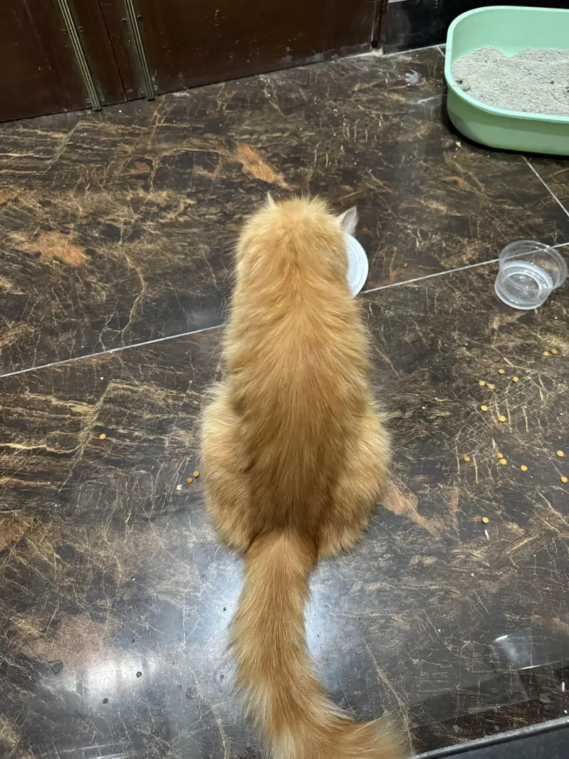 Persian cat 1 years age and home cats — photo 4