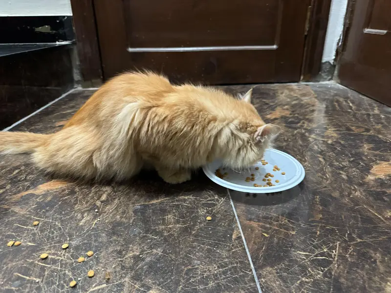 Persian cat 1 years age and home cats — photo 5