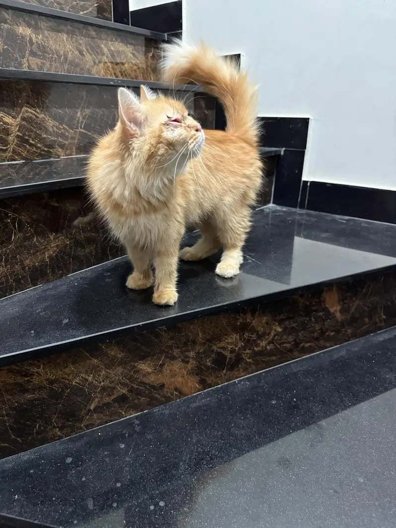 Persian cat 1 years age and home cats — photo 6
