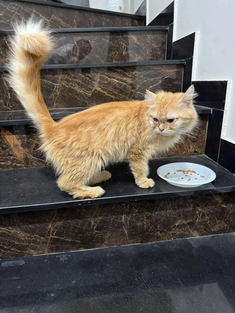 Persian cat 1 years age and home cats — photo 7