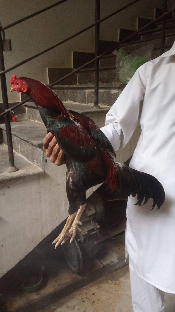 aseel murga 0