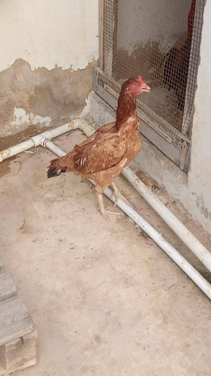 aseel murga 3