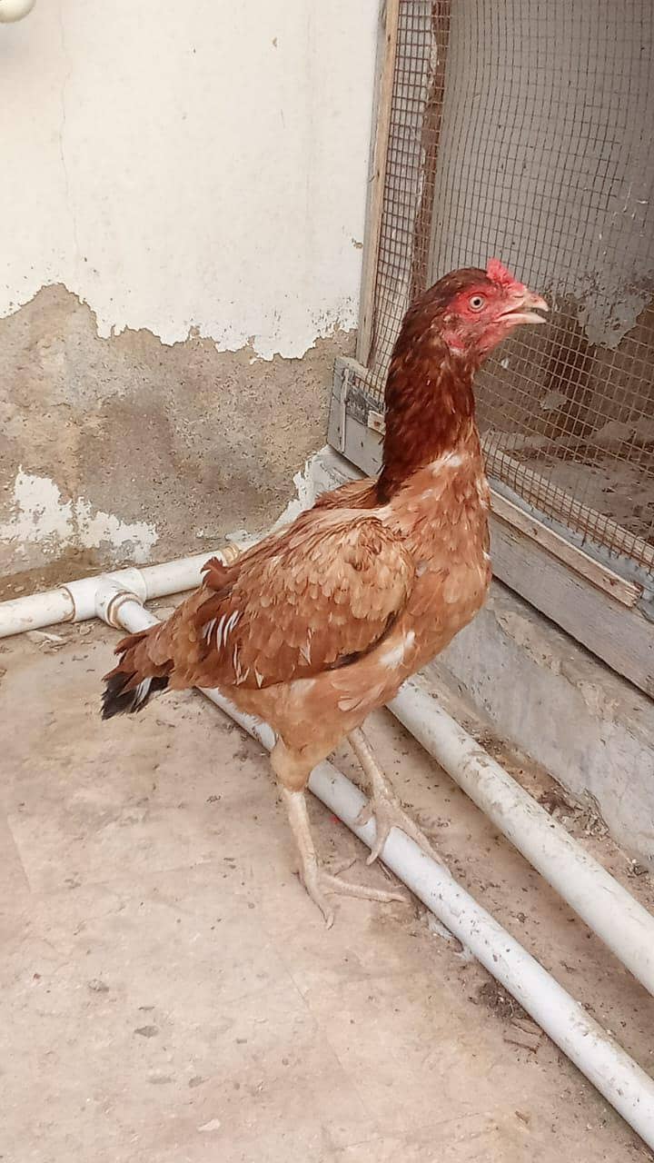 aseel murga 5