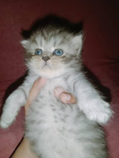 persion kitten