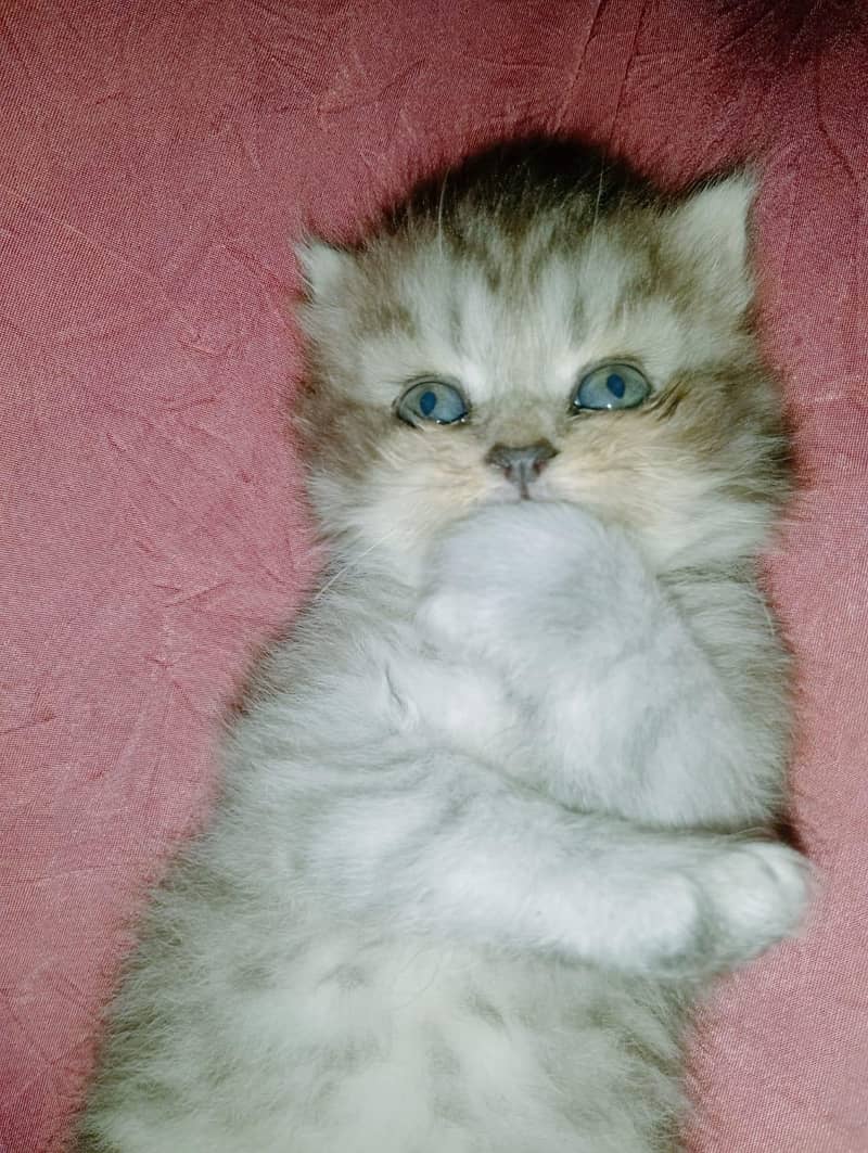 persion kitten 1