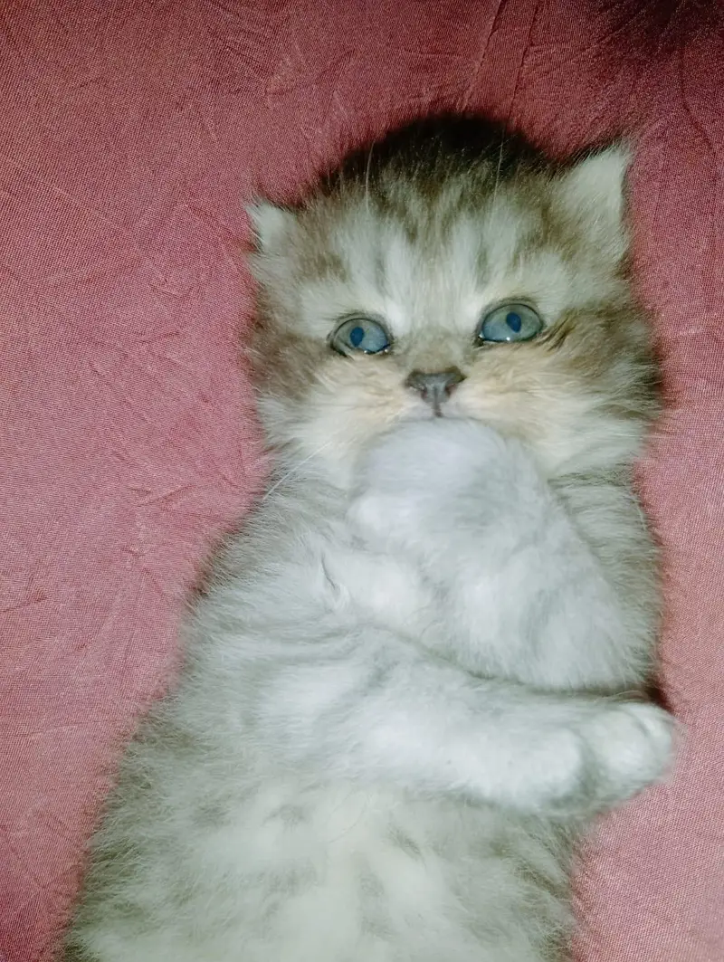 persion kitten — photo 2