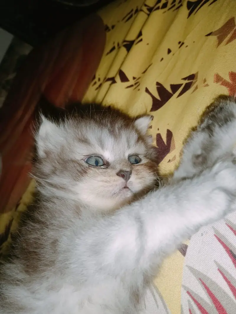 persion kitten — photo 3