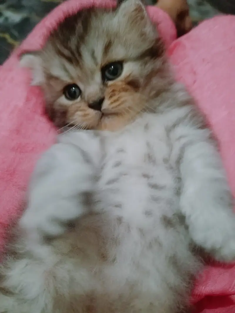 persion kitten — photo 4