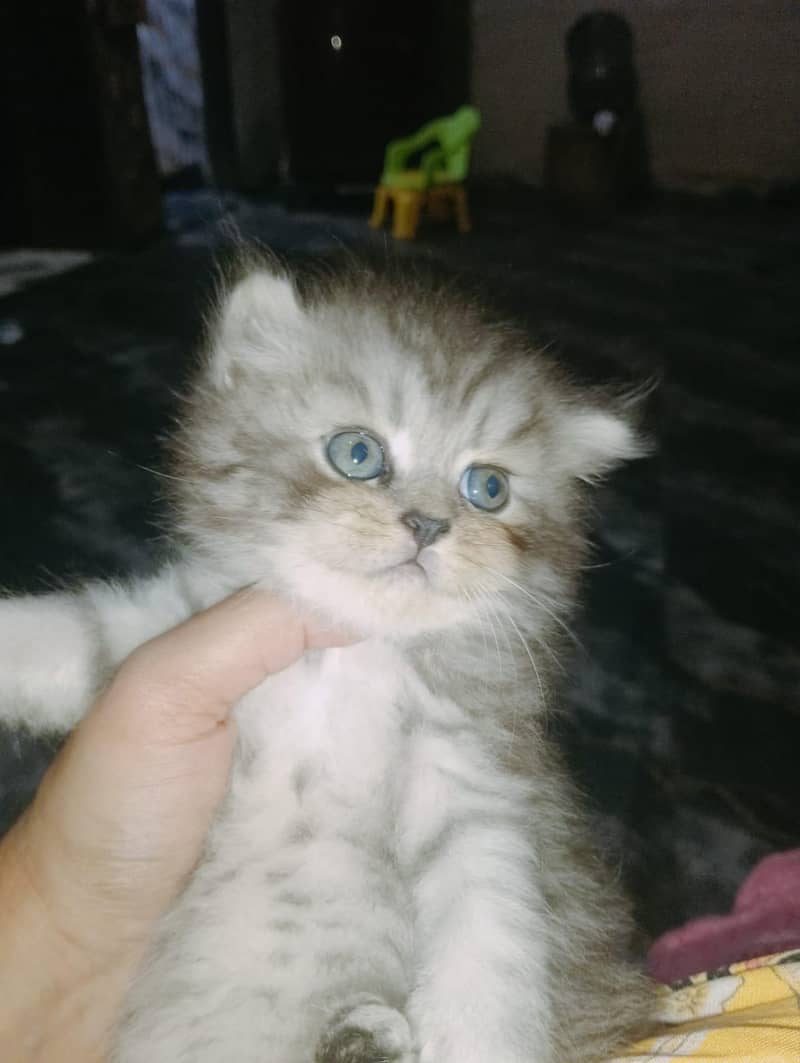 persion kitten 4