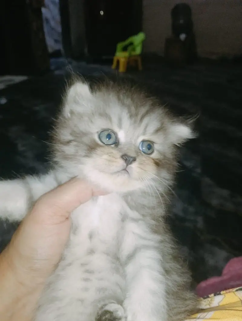 persion kitten — photo 5