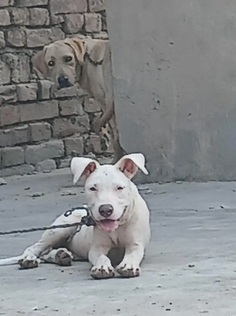 pitbul terrier — photo 2