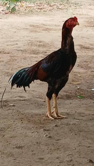 mianwaliaseelmurgha