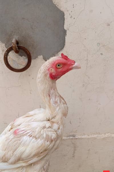 aseel murga for sale