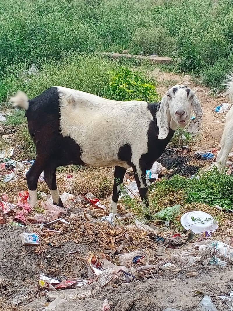 2nd  timer goat 0