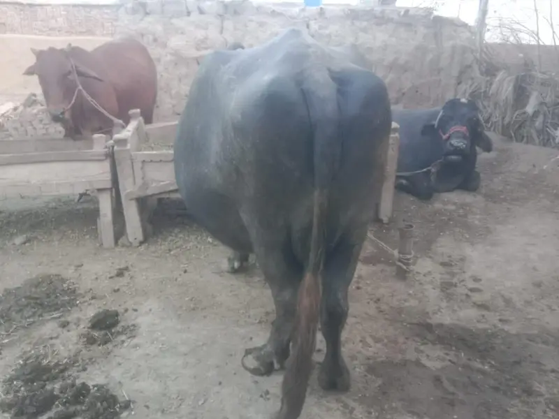4th Lactation  Milk Average 7 litter — photo 2