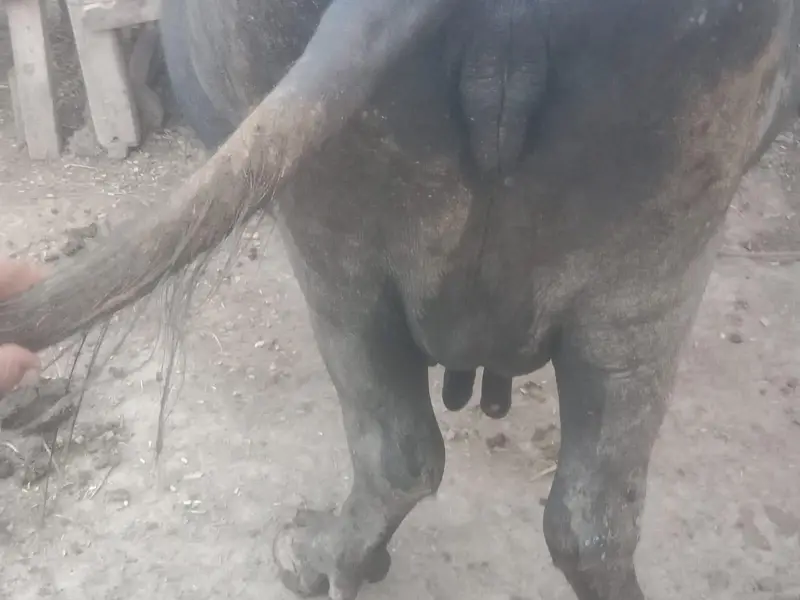 4th Lactation  Milk Average 7 litter — photo 5