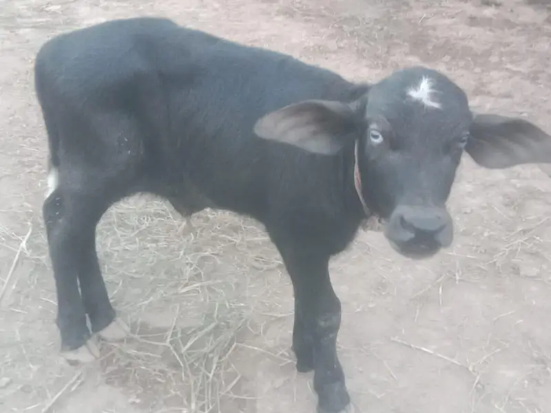 4th Lactation  Milk Average 7 litter — photo 6
