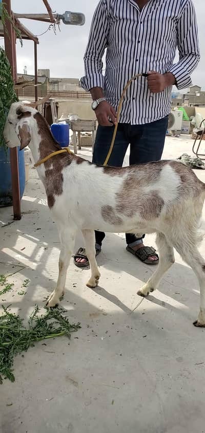 bakra