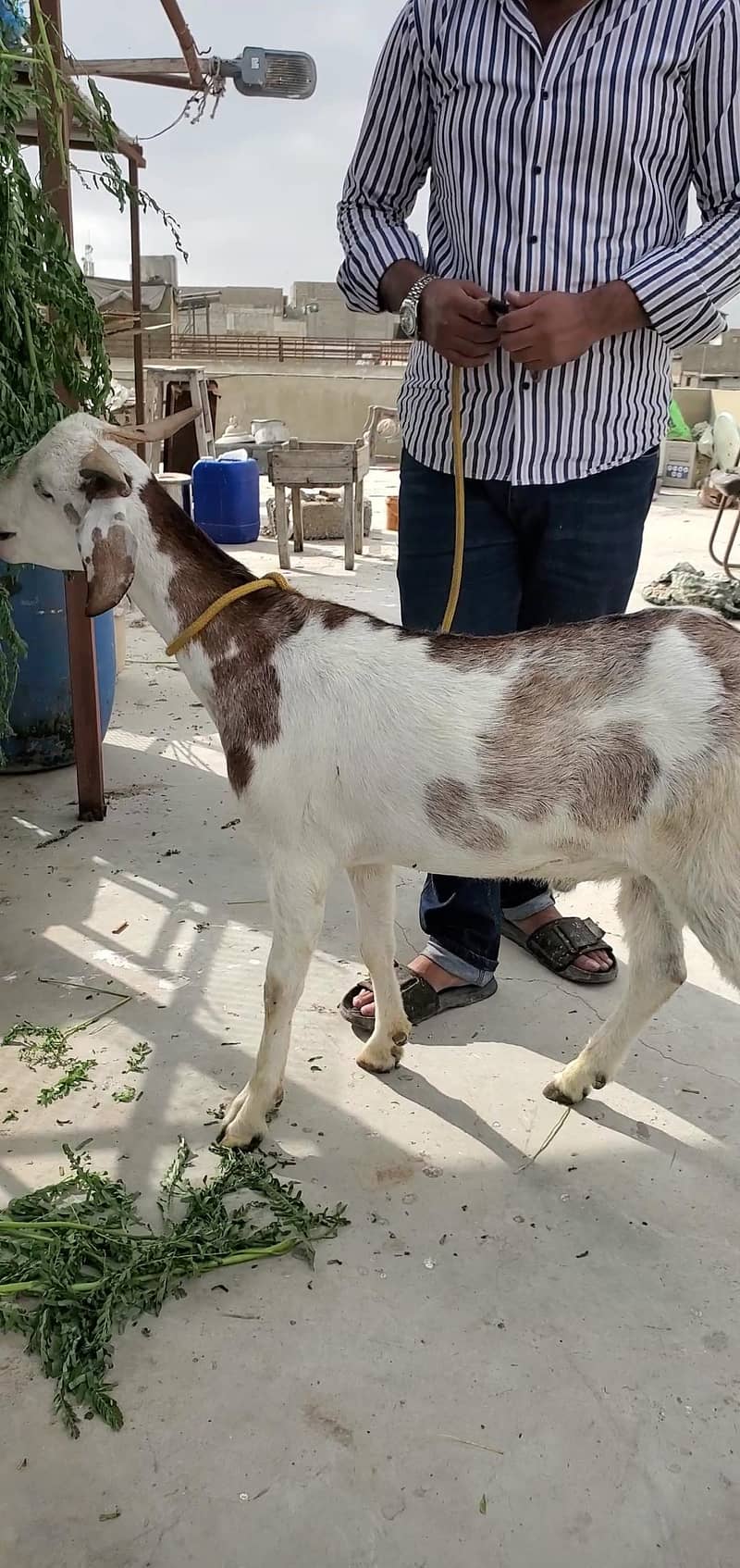 bakra 1