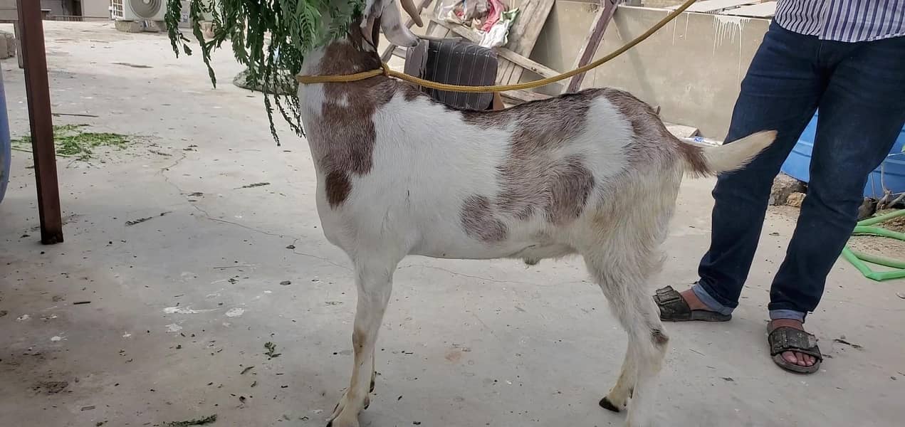 bakra 3