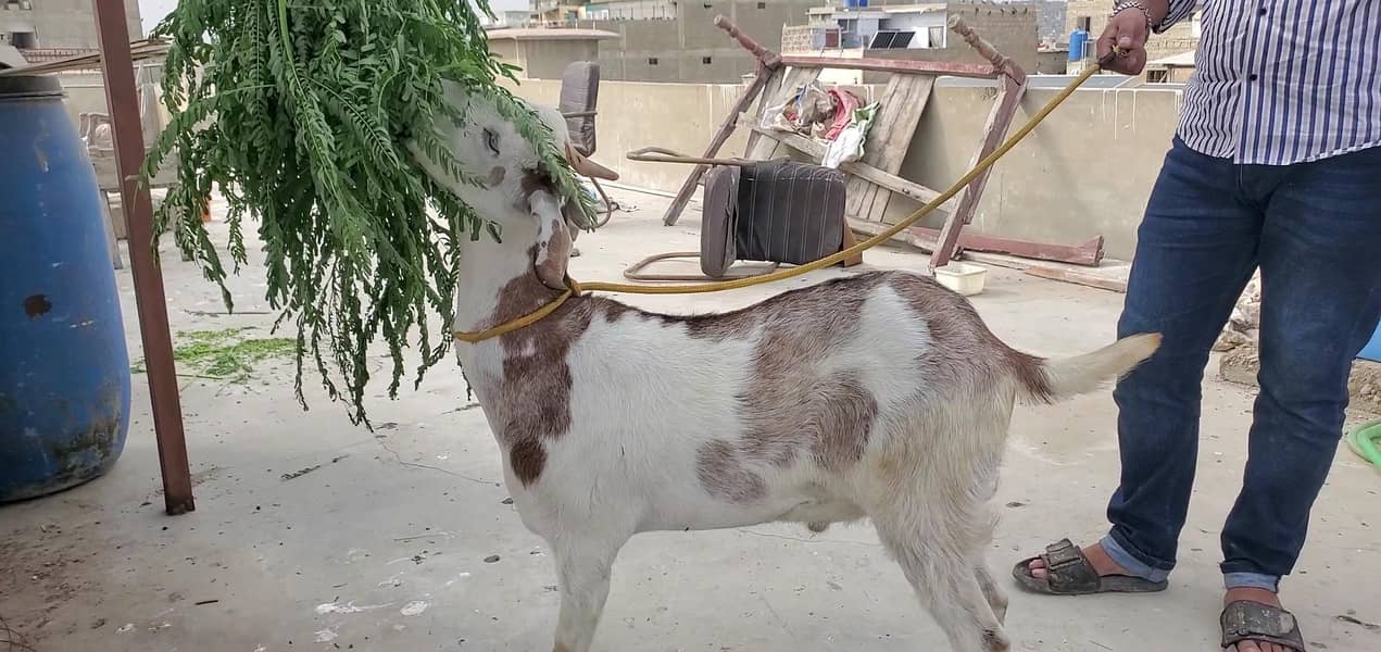 bakra 4