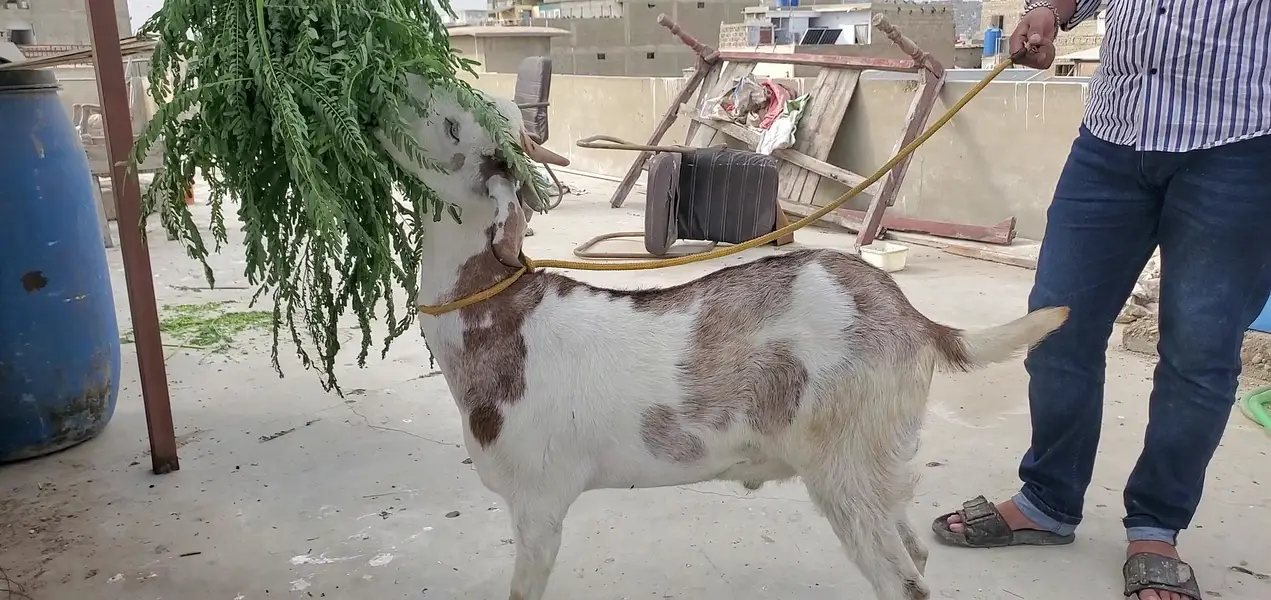 bakra — photo 5
