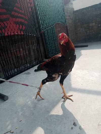 peour seel murga