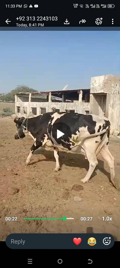 Cow wilaithi Australian frozen cross 8L Milk both of time