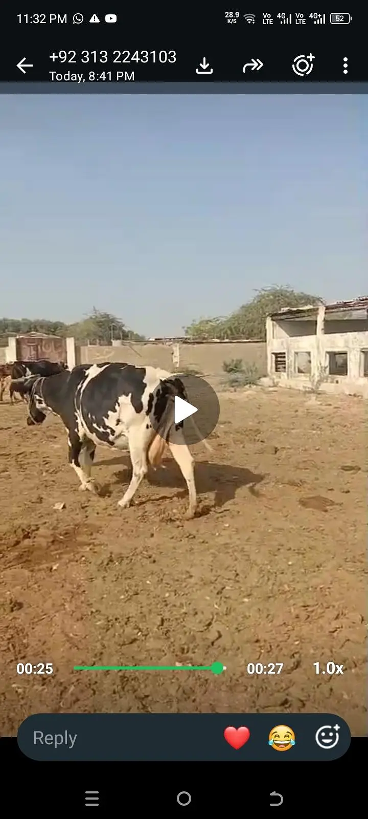 Cow wilaithi Australian frozen cross 8L Milk both of time — photo 2