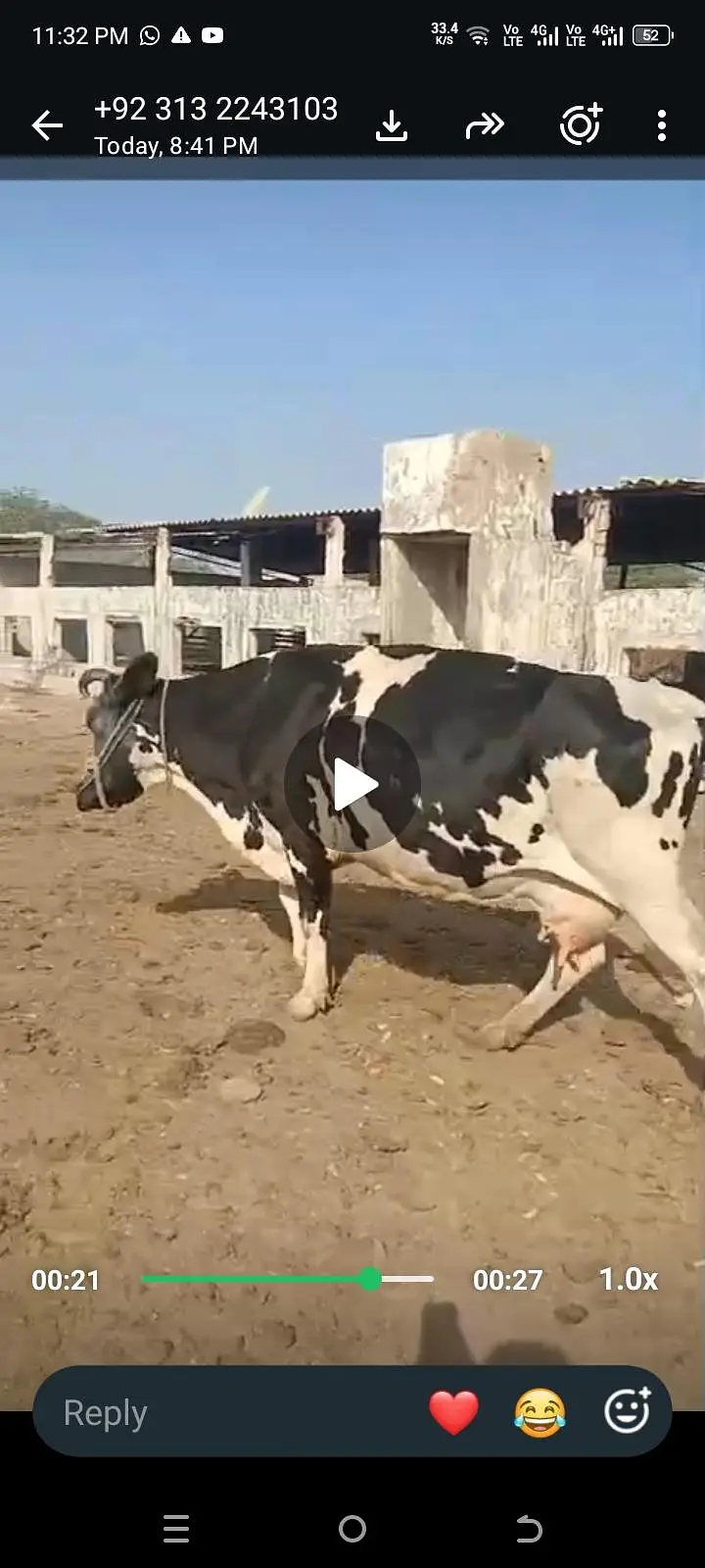 Cow wilaithi Australian frozen cross 8L Milk both of time — photo 3