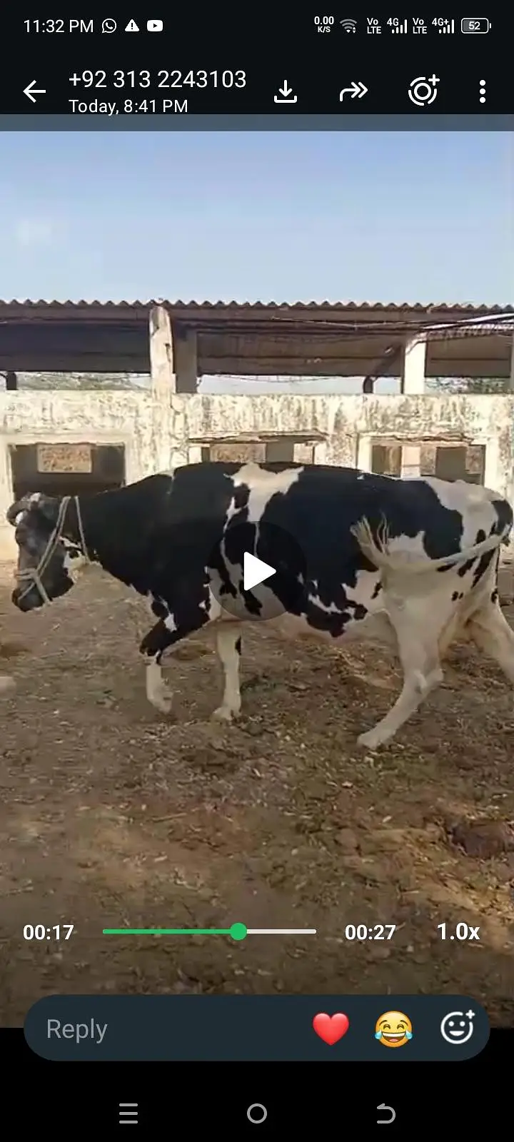 Cow wilaithi Australian frozen cross 8L Milk both of time — photo 4