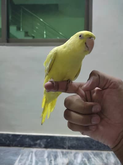 Yellow ringneck