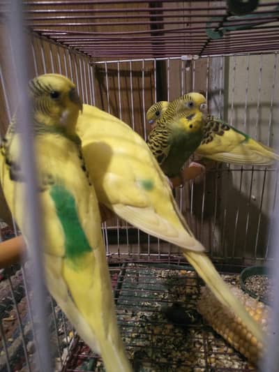 Healthy and active budgie