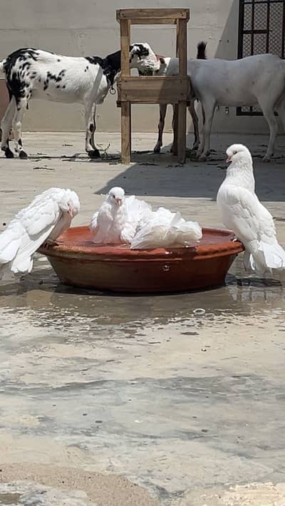 Fancy /Laka kabootar /pigeon