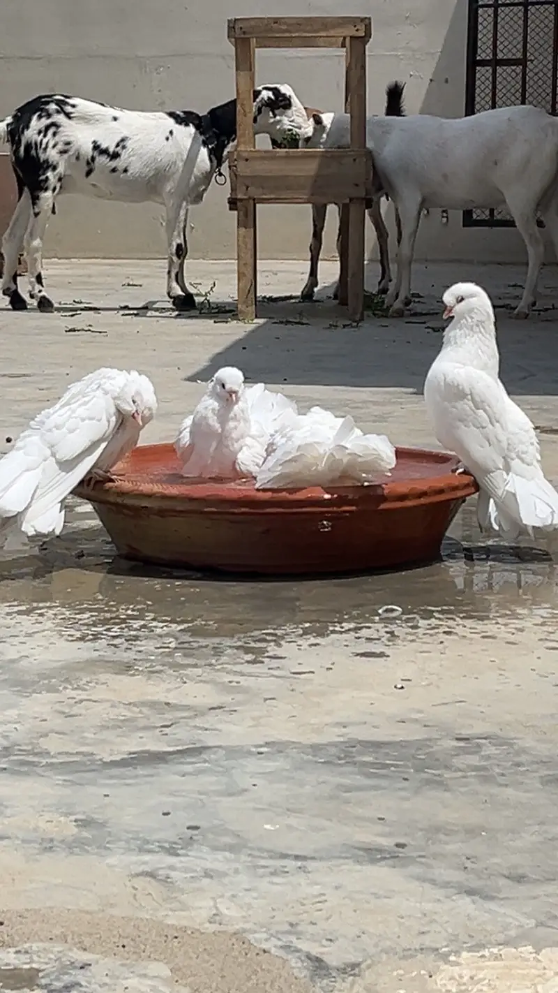Fancy /Laka kabootar /pigeon — photo 2