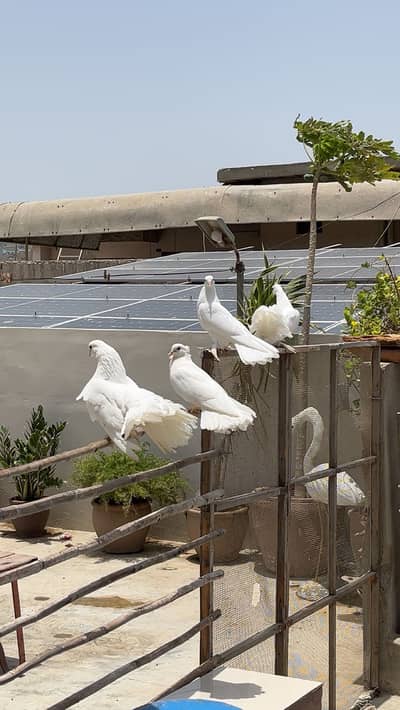Fancy /Laka kabootar /pigeon