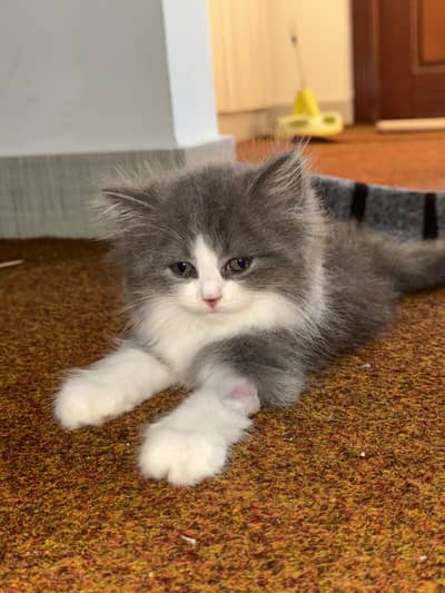 Pent coat Persian kitten 2 months + all equipment