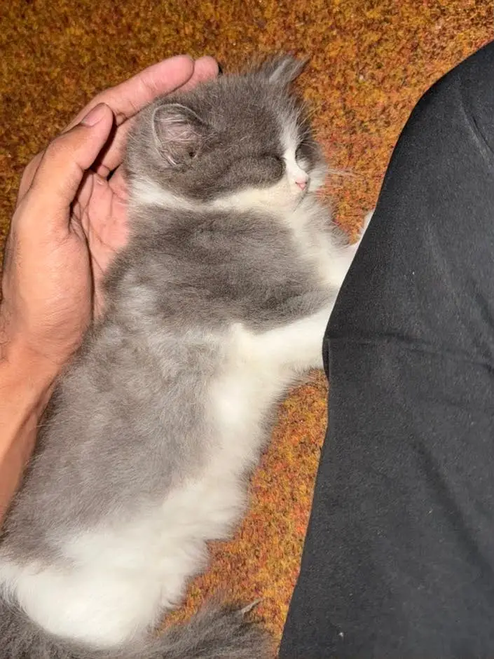 Pent coat Persian kitten 2 months + all equipment — photo 2