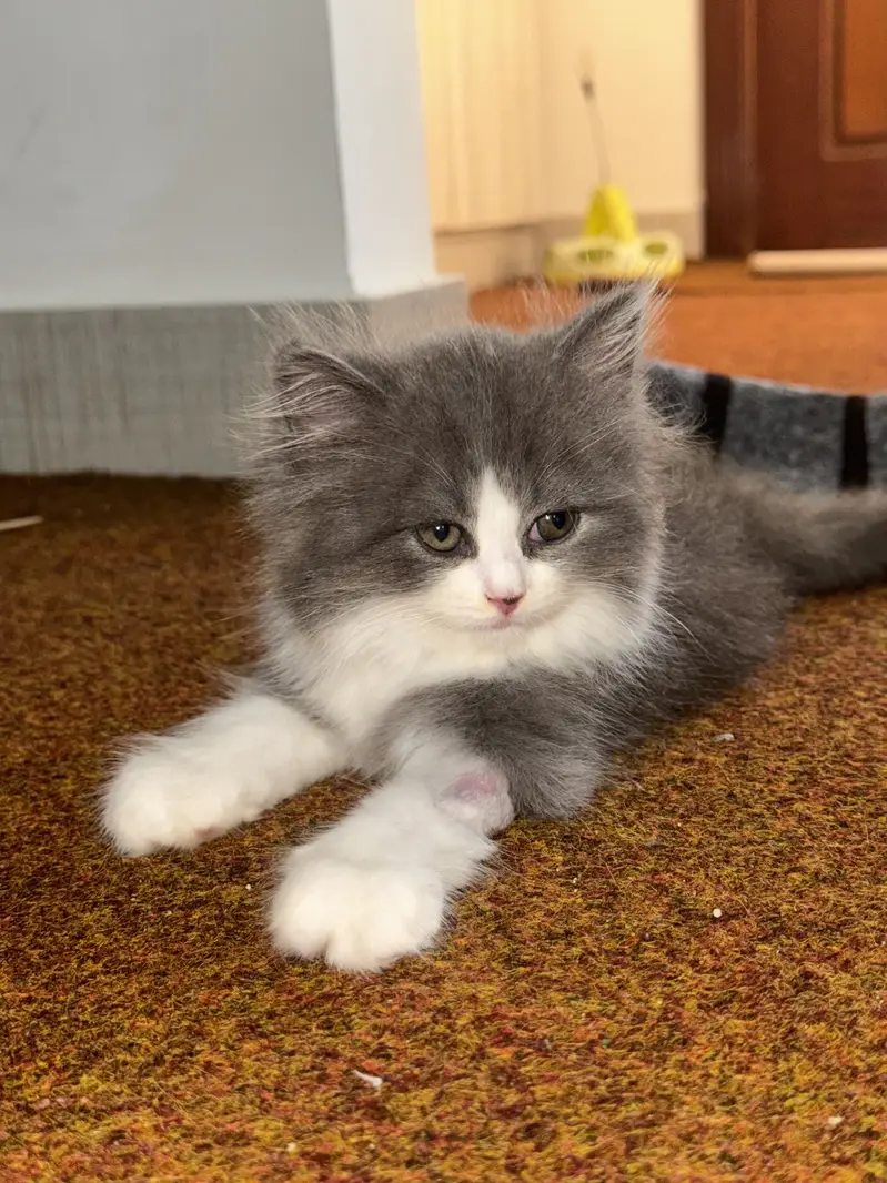 Pent coat Persian kitten 2 months + all equipment — photo 3