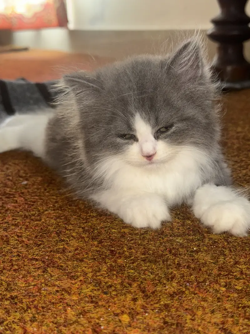 Pent coat Persian kitten 2 months + all equipment — photo 4