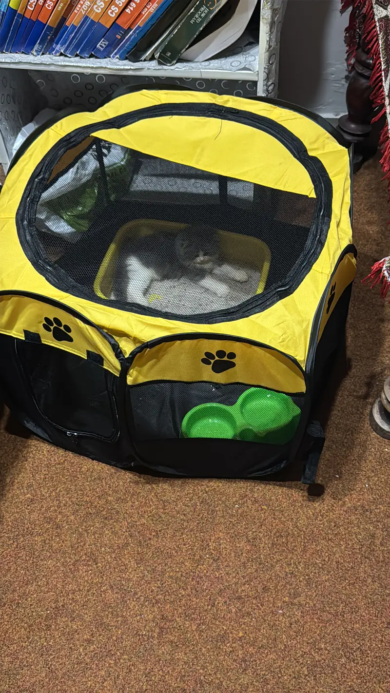 Pent coat Persian kitten 2 months + all equipment — photo 5