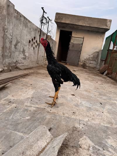pure German o shamo aseel pair for sale