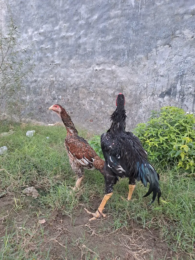 pure German o shamo aseel pair for sale — photo 2